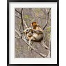 Alice Garland / Danita Delimont - Female Golden Monkey on a tree, Qinling Mountains, China (R788560-AEAEAGOFDM)