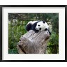 Alice Garland / Danita Delimont - Giant Panda, Wolong Reserve, China (R788580-AEAEAGOFDM)