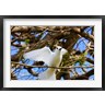 Alison Wright / Danita Delimont - Fairy Turn bird in Trees, Fregate Island, Seychelles (R788707-AEAEAGOFDM)