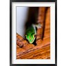 Alison Wright / Danita Delimont - Gecko lizard, Fregate Island Resort, Seychelles (R788717-AEAEAGOFDM)