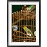 Cindy Miller Hopkins / Danita Delimont - Hong Kong, Bird Garden, Market, Caged pet birds (R788728-AEAEAGOFDM)