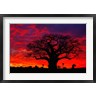 Adam Jones / Danita Delimont - African baobab tree, Tarangire National Park, Tanzania (R788730-AEAEAGOFDM)
