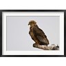 Ralph H. Bendjebar / Danita Delimont - Africa. Tanzania. Bateleur Eagle at Tarangire NP (R788751-AEAEAGOFDM)