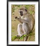 Ralph H. Bendjebar / Danita Delimont - Africa. Tanzania. Vervet Monkey at Manyara NP. (R788755-AEAEAGOFDM)