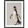 Ralph H. Bendjebar / Danita Delimont - African Penguin, Boulders beach, South Africa (R788766-AEAEAGOFDM)