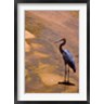 Alison Jones / Danita Delimont - Buffalo Springs National Reserve, Goliath Heron, Kenya (R788825-AEAEAGOFDM)