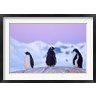 Steve Kazlowski / Danita Delimont - Gentoo penguin, Western Antarctic Peninsula (R788850-AEAEAGOFDM)