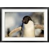 Paul Souders / Danita Delimont - Adelie Penguin portrait, Antarctica (R788873-AEAEAGOFDM)