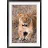 Nico Tondini / Danita Delimont - Female lion, Maasai Mara National Reserve, Kenya (R788897-AEAEAGOFDM)