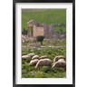 Walter Bibikow / Danita Delimont - Grazing sheep by the Capitole, UNESCO site, Dougga, Tunisia (R788901-AEAEAGOFDM)