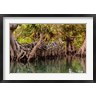 Alida Latham / Danita Delimont - Africa, Liberia, Monrovia. View of mangroves on the Du River. (R788913-AEAEAGOFDM)