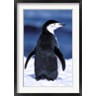 Pete Oxford / Danita Delimont - Chinstrap Penguin, Weddell Sea, Antarctic Peninsula, Antarctica (R788925-AEAEAGOFDM)