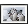 Keren Su / Danita Delimont - Four Chinstrap Penguins, Antarctica (R788936-AEAEAGOFDM)
