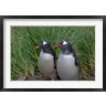 Keren Su / Danita Delimont - Gentoo Penguin, Cooper Baby, South Georgia, Antarctica (R788942-AEAEAGOFDM)