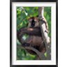 Kevin Schafer / Danita Delimont - Brown Red-fronted Lemur, Primate, Madagascar (R788950-AEAEAGOFDM)