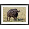 Adam Jones / Danita Delimont - African buffalo wildlife, Maasai Mara, Kenya (R788956-AEAEAGOFDM)