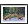 Adam Jones / Danita Delimont - African Elephant crossing, Samburu Game Reserve, Kenya (R788957-AEAEAGOFDM)