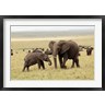 Adam Jones / Danita Delimont - Herd of African elephants, Maasai Mara, Kenya (R788960-AEAEAGOFDM)