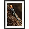 Adam Jones / Danita Delimont - Agama Lizard, Samburu National Game Reserve, Kenya (R788962-AEAEAGOFDM)