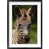 Adam Jones / Danita Delimont - Baby Burchell's Zebra, Lake Nakuru National Park, Kenya (R788965-AEAEAGOFDM)