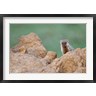 Adam Jones / Danita Delimont - Banded Mongoose wildlife, termites, Maasai Mara, Kenya (R788968-AEAEAGOFDM)