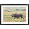 Adam Jones / Danita Delimont - Black Rhino, Maasai Mara, Kenya (R788973-AEAEAGOFDM)