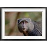 Adam Jones / Danita Delimont - Blue Monkey, Lake Manyara National Park, Tanzania (R788977-AEAEAGOFDM)