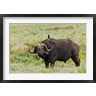 Adam Jones / Danita Delimont - Buffalo and starling wildlife, Lake Nakuru NP, Kenya (R788980-AEAEAGOFDM)