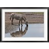 Adam Jones / Danita Delimont - Burchell's Zebra, Lake Nakuru National Park, Kenya (R788982-AEAEAGOFDM)