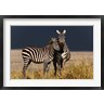 Adam Jones / Danita Delimont - Burchell's Zebra, Maasai Mara, Kenya (R788984-AEAEAGOFDM)