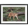 Adam Jones / Danita Delimont - Caracal wildlife, Maasai Mara, Kenya (R788986-AEAEAGOFDM)