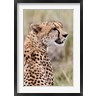 Adam Jones / Danita Delimont - Cheetah profile, Maasai Mara, Kenya (R788988-AEAEAGOFDM)