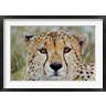 Adam Jones / Danita Delimont - Head of a Cheetah, Masai Mara Game Reserve, Kenya (R788989-AEAEAGOFDM)