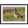 Adam Jones / Danita Delimont - Egyptian Goose, Samburu Game Reserve, Kenya (R789002-AEAEAGOFDM)