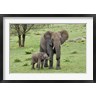 Adam Jones / Danita Delimont - Female African Elephant with baby, Serengeti National Park, Tanzania (R789005-AEAEAGOFDM)