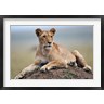 Adam Jones / Danita Delimont - Female lion on termite mound, Maasai Mara, Kenya (R789007-AEAEAGOFDM)
