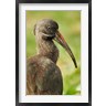 Adam Jones / Danita Delimont - Hadada Ibis bird, Samburu National Reserve, Kenya (R789014-AEAEAGOFDM)