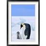 Keren Su / Danita Delimont - Parent and chick Emperor Penguin, Snow Hill Island, Antarctica (R789029-AEAEAGOFDM)