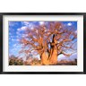 Pete Oxford / Danita Delimont - Baobab, Okavango Delta, Botswana (R789036-AEAEAGOFDM)