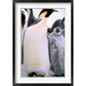 Pete Oxford / Danita Delimont - Emperor Penguins, Antarctic Peninsula, Antarctica (R789047-AEAEAGOFDM)