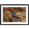 David Wall / Danita Delimont - Giant Kingfisher, Megaceryle maxima, Kruger NP, South Africa (R789099-AEAEAGOFDM)