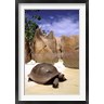 Pete Oxford / Danita Delimont - Aldabran Giant Tortoise, Curieuse Island, Seychelles, Africa (R789124-AEAEAGOFDM)