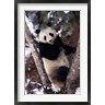 Charles Crust / Danita Delimont - China, Giant Panda Bear, Wolong Nature Reserve (R789155-AEAEAGOFDM)