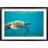Pete Oxford / Danita Delimont - Hawksbill Turtle, Mayotte Island, Comoros, Africa (R789170-AEAEAGOFDM)