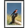 Paul Souders / Danita Delimont - Botswana, Chobe NP, Carmine Bee Eater bird, Chobe River (R789205-AEAEAGOFDM)