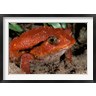 Pete Oxford / Danita Delimont - Africa, Madagascar. Tomato frog (Dyscophus antongili) (R789208-AEAEAGOFDM)