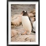 Dave Bartruff / Danita Delimont - Antarctica. Adult Gentoo penguins on rocky shoreline. (R789231-AEAEAGOFDM)