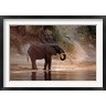 Paul Souders / Danita Delimont - Elephant at Water Hole, South Africa (R789242-AEAEAGOFDM)