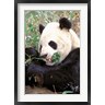 Charles Crust / Danita Delimont - China, Wolong Nature Reserve, Giant panda bear (R789264-AEAEAGOFDM)