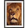Stuart Westmorland / Danita Delimont - Closeup of a Male Lion, South Africa (R789265-AEAEAGOFDM)